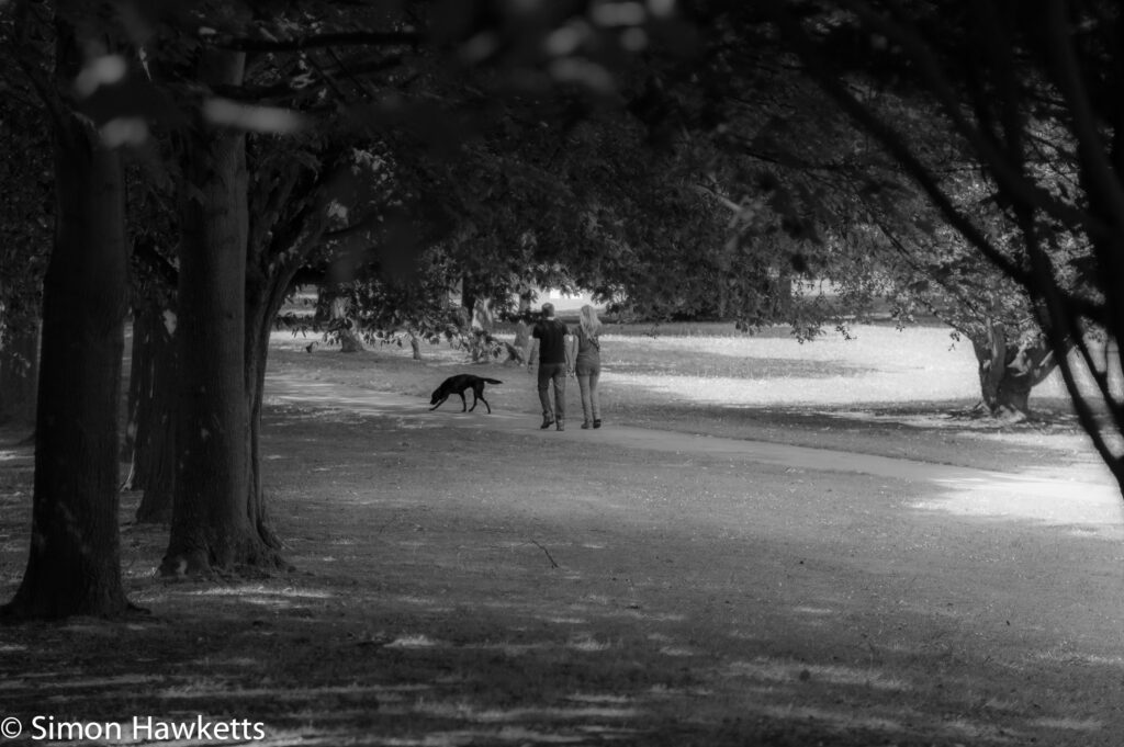 Star-D/Image 135mm f/2.8 sample Lightroom processed images - Walking the dog in black & white