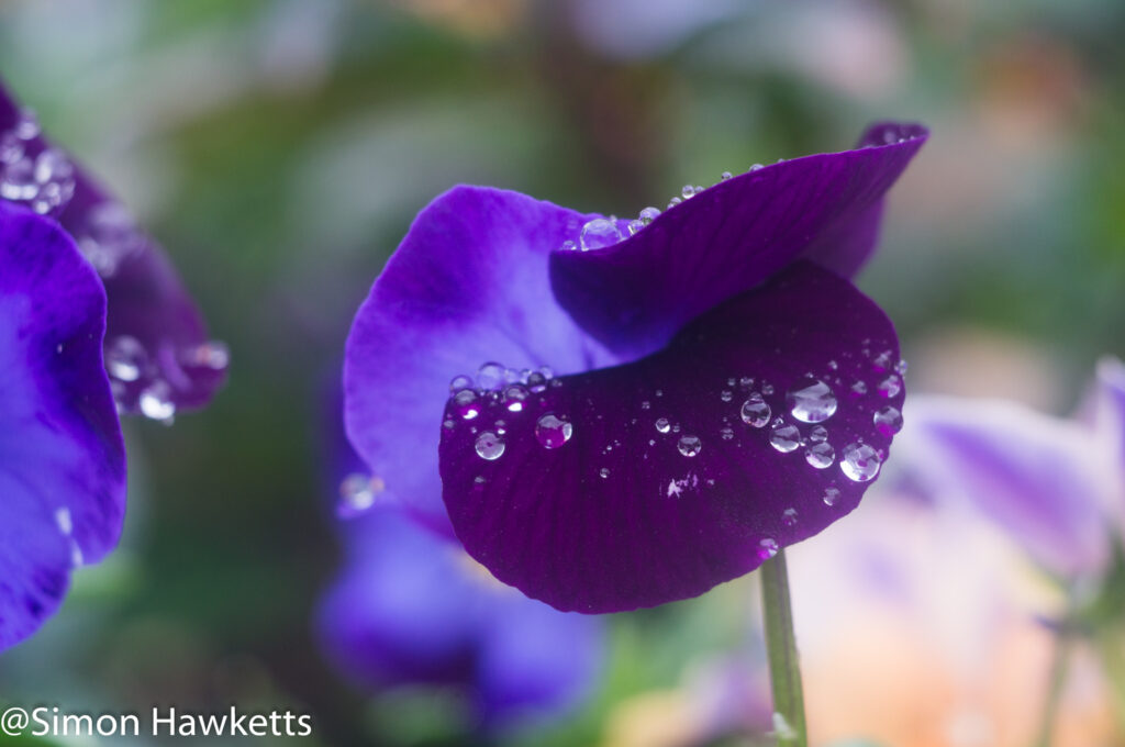 steinheil munchen cassar s sample pictures a macro shot of a purple flower after rain