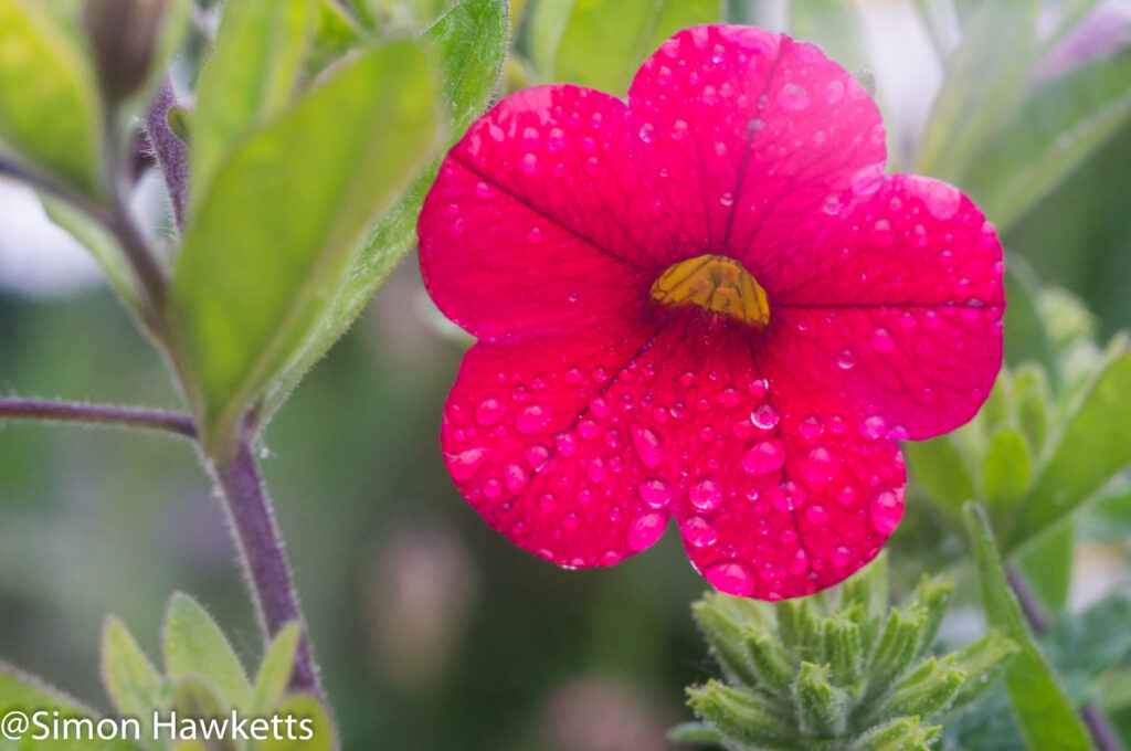 steinheil munchen cassar s sample pictures a macro shot of a red flower after rain