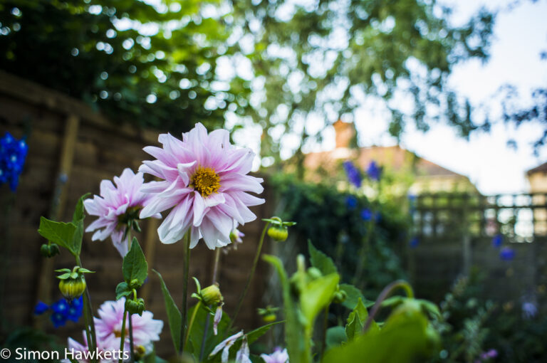 Takumar 135mm f/3.5 - sample picture flower in Mum's garden