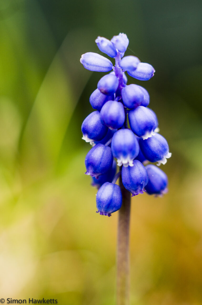 Takumar 55mm f/1.8 plus extension - Hyacinth in the garden