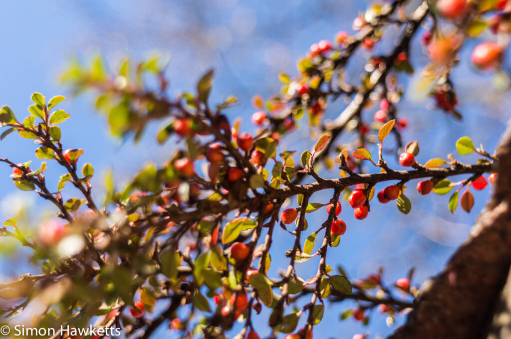 tamron bbar 28mm f 2 8 sample picture close up berries