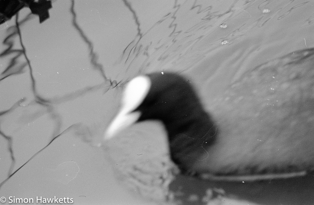 Tokina RMC 75 - 260 f/4.5 zoom 35mm sample pictures - blurred bird
