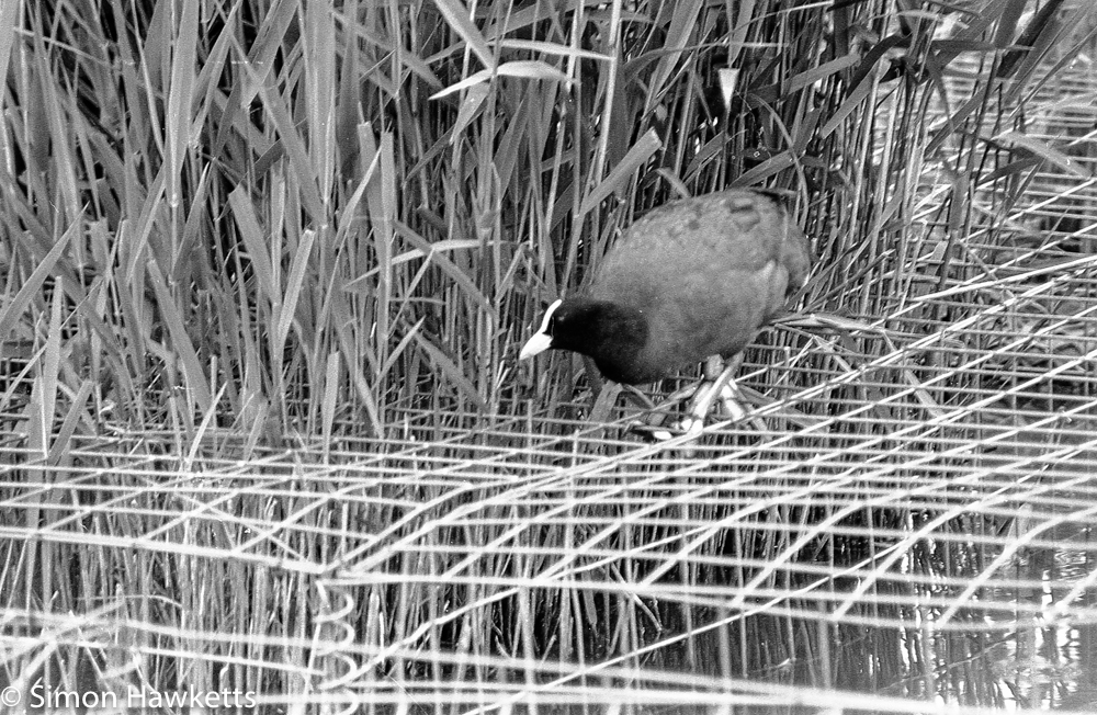Tokina RMC 75 - 260 f/4.5 zoom 35mm sample pictures - nesting bird