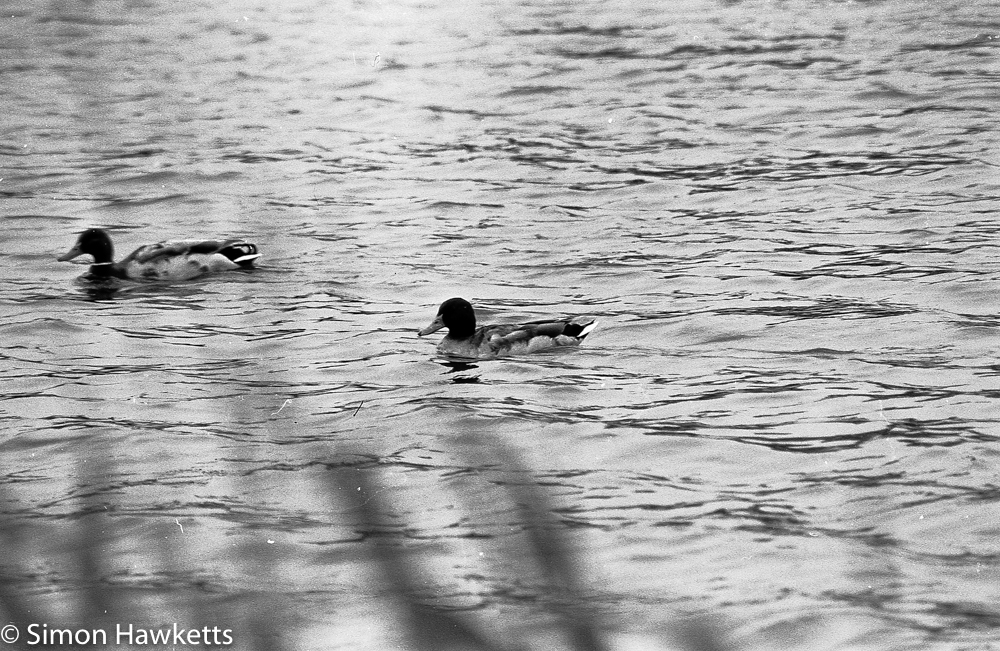 Tokina RMC 75 - 260 f/4.5 zoom 35mm sample pictures - swimming duck