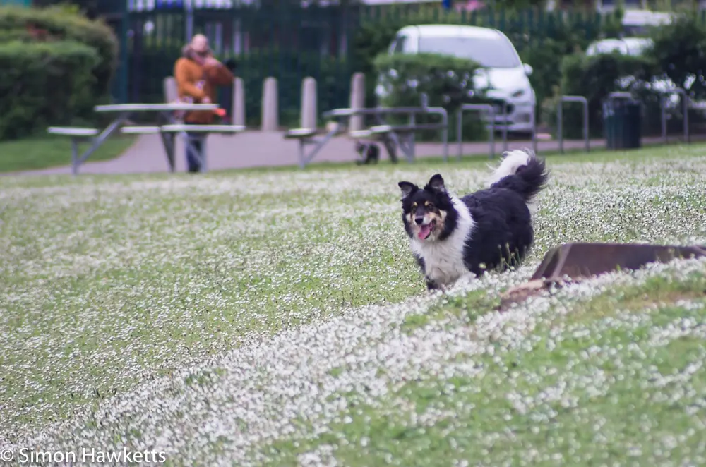 Tokina RMC 75 - 260 f/4.5 zoom sample pictures - dog out for a run