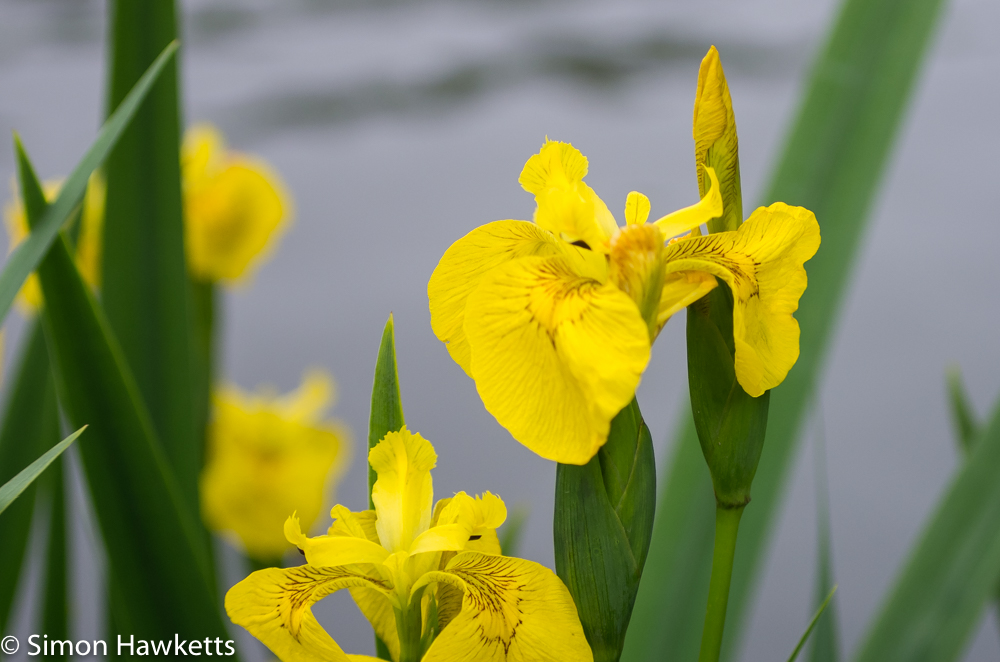 Tokina RMC 75 - 260 f/4.5 zoom sample pictures - yellow flowers by the pond