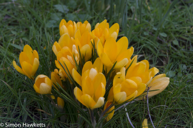 Vivitar 28 - 85mm F/3.5-4.5 MC Macro Focusing Zoom sample - crocus