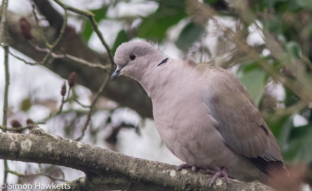 vivitar 75 205 f 3 8 telephoto on fuji x t1 sample pictures cropped pidgeon