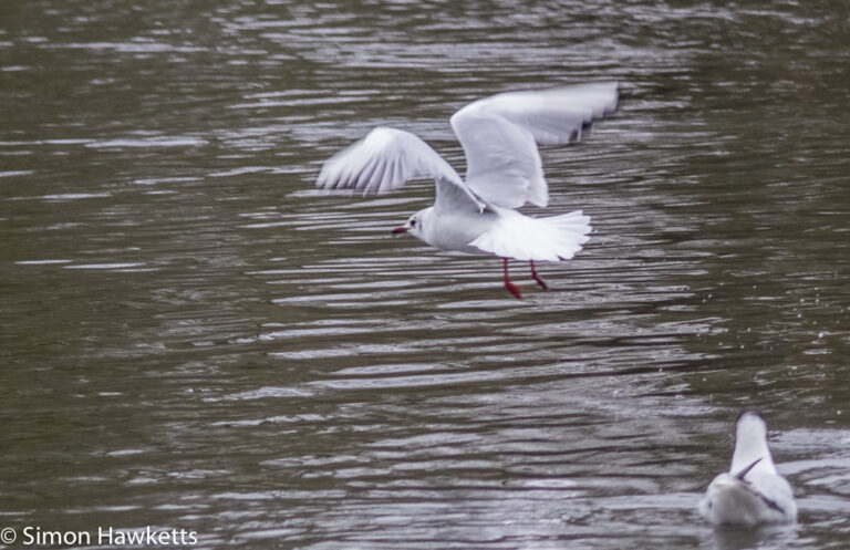 Vivitar 75 - 205mm  f/3.8 zoom  telephoto on Fuji X-T1 sample pictures - cropped seagull