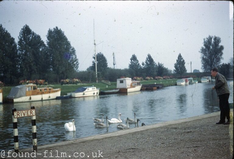 Feeding swans and geese on the river