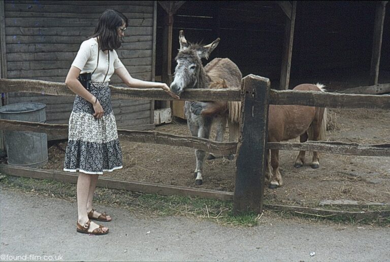 Lady with a camera feeding a donkey